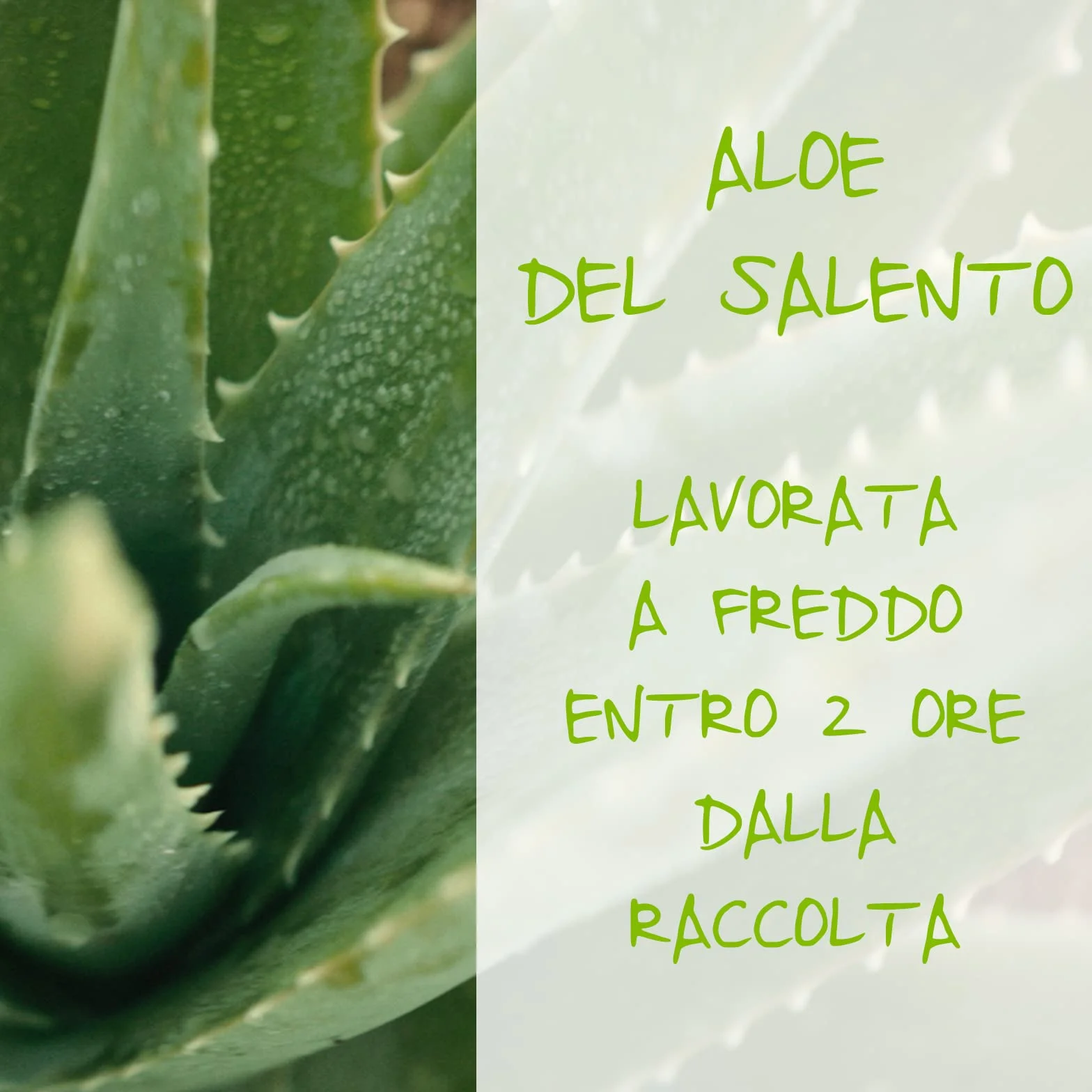 Omia - Detergente Viso Aloe Vera del Salento Eco Bio, Struccante Idratante, Equilibrante, Adatto a Tutti i Tipi di Pelle, Dermatologicamente Testato.