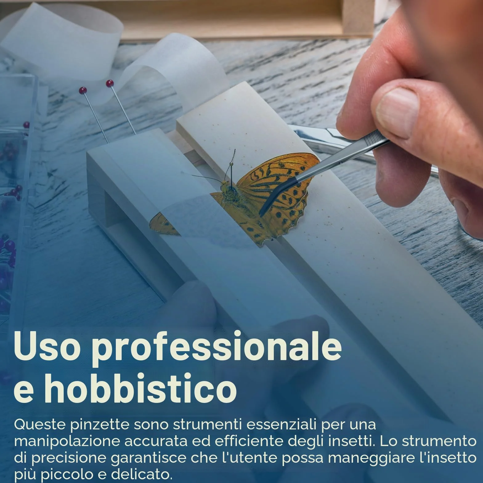 MMOBIEL Set Pinze Entomologia 5 Pezzi Acciaio Inossidabile Pinzette Punta in Gomma