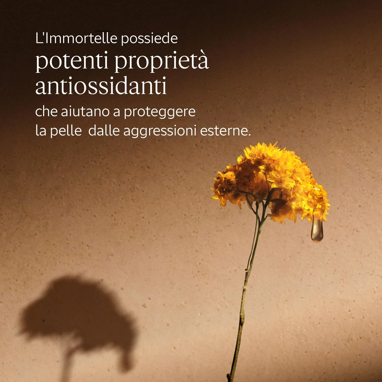 L'OCCITANE - Olio struccante Immortelle Précieuse - 200 ml - Rimuove il trucco, anche waterproof - Prodotto in Francia