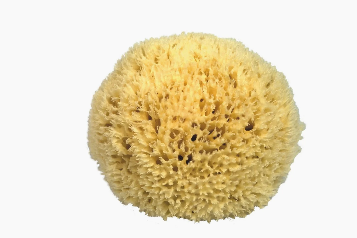 Croll & DENECKE P250 - Spugna Naturale del Mediterraneo, altissima qualità, Dimensioni 25 cm