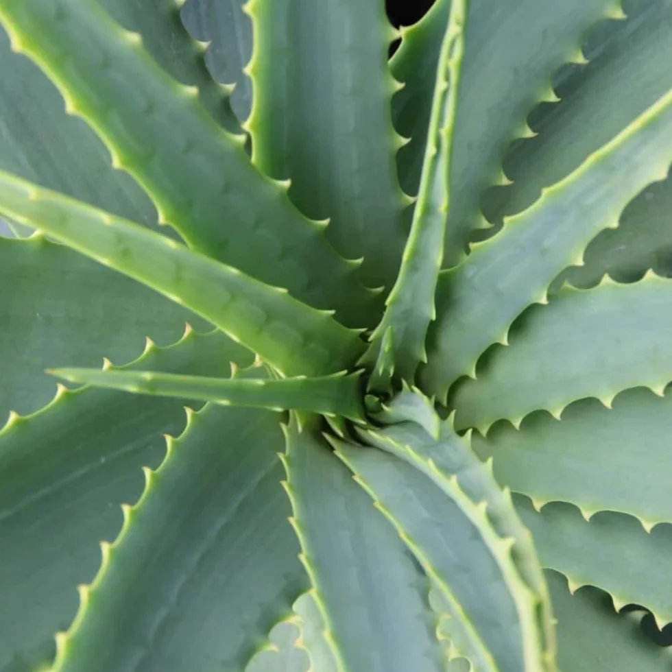 Bottega Verde - Aloe, Scrub Viso, 75 ml, con 20% di Succo di Aloe Bio, Esfoliante Rivitalizzante, per Tutti i Tipi di Pelle