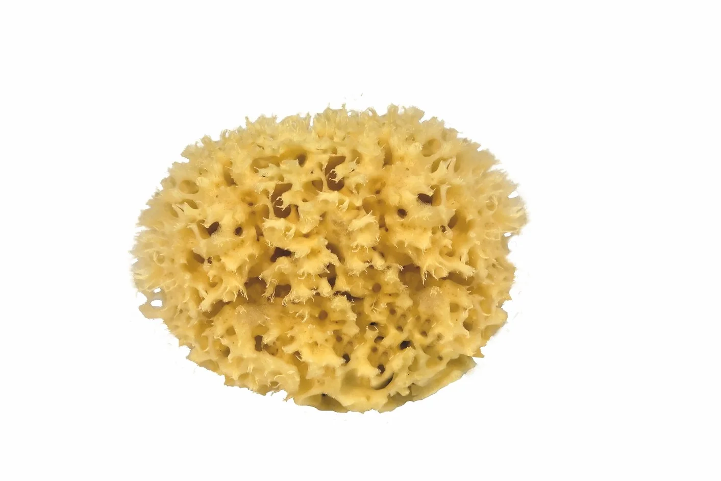CROLL & DENECKE M250 - Spugna Naturale dal Mar Mediterraneo, qualità Media, 25 cm