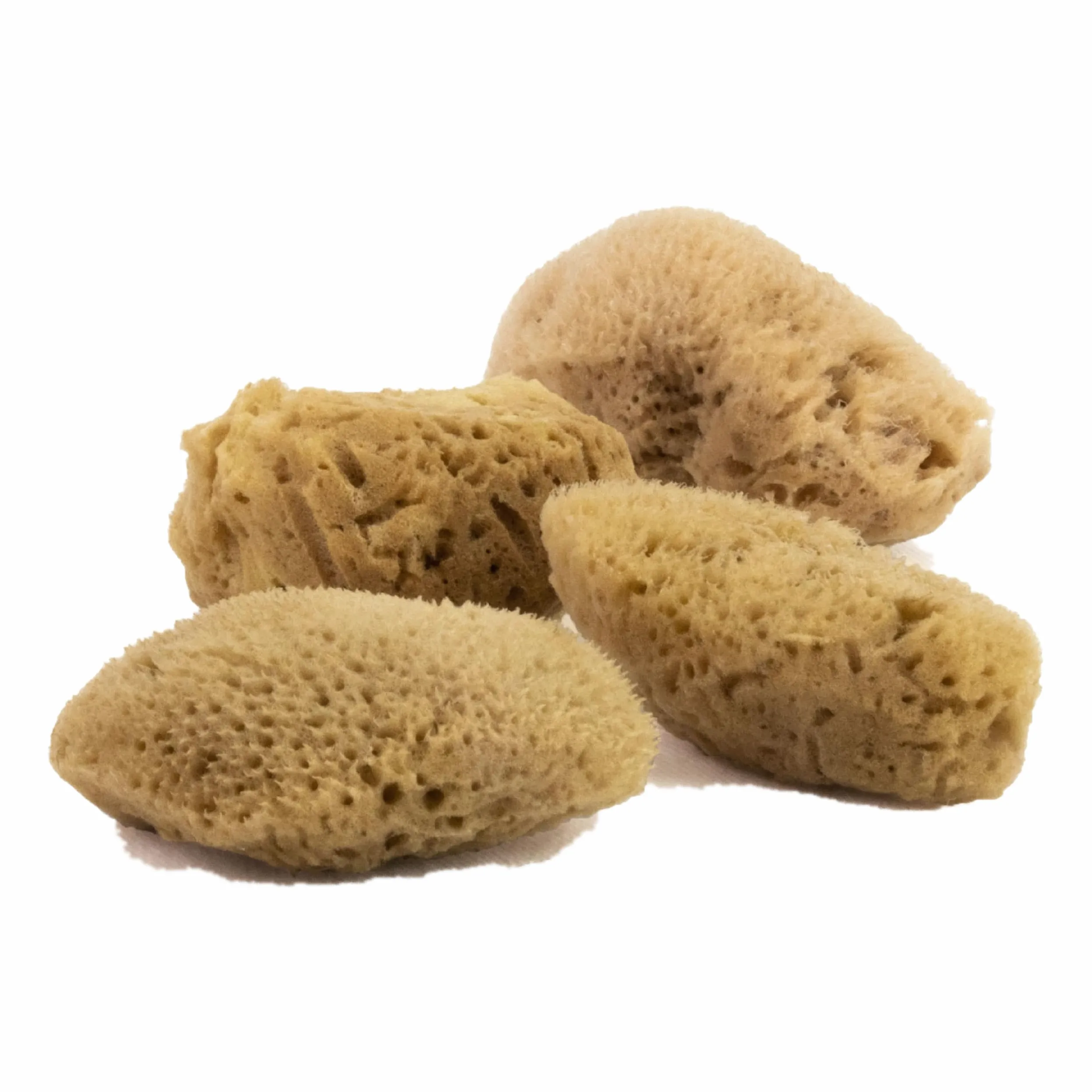 FacialCare - Spugne marine, per uno scrub viso profondo, esfolianti, ipoallergeniche, zero sprechi, spugne di mare mediterraneo di alta qualità (confezione minimalista, marrone naturale)